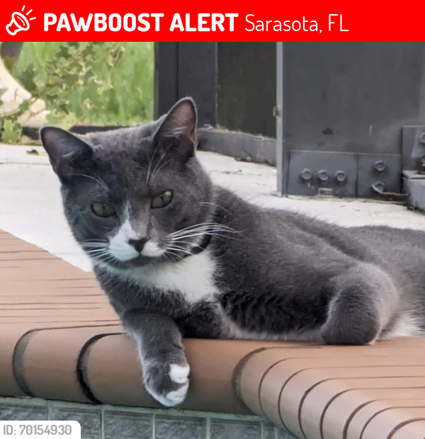 Lost Male Cat last seen Honore Ave between Clark road and Palmer Ranch Parkway (The Hamptons) , Sarasota, FL 34238