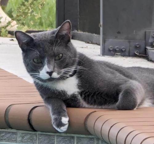 Lost Male Cat last seen Honore Ave between Clark road and Palmer Ranch Parkway (The Hamptons) , Sarasota, FL 34238