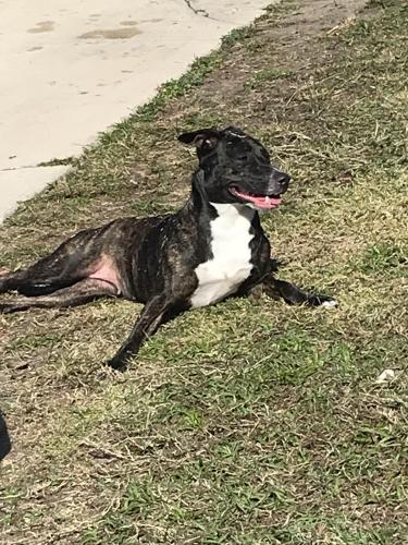 Lost Female Dog last seen Derbyshire , Daytona Beach, FL 32117