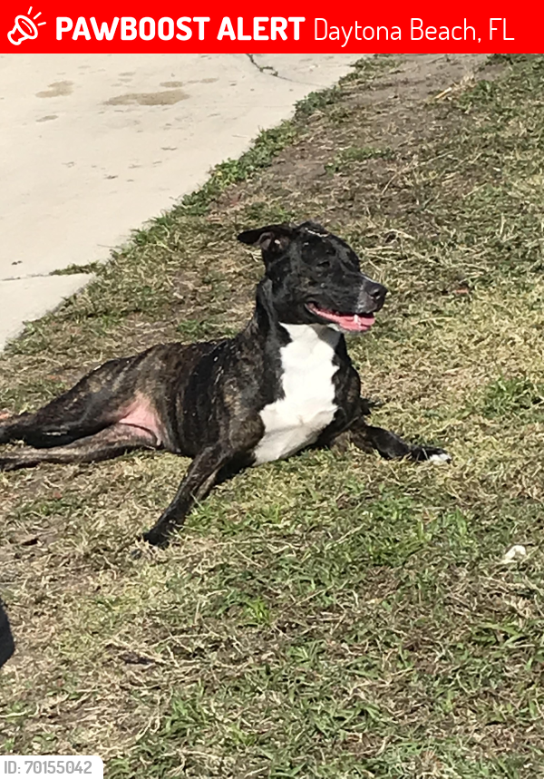 Lost Female Dog last seen Derbyshire , Daytona Beach, FL 32117