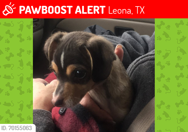 Lost Male Dog last seen On IH45 at Rest Stop/Picnic area, Leona, TX 75850