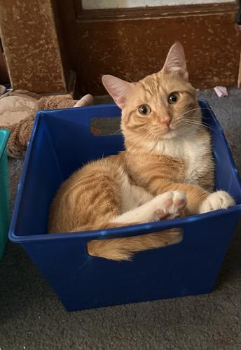 Lost Male Cat last seen South 30th and Lincoln Ave, Milwaukee, WI 53215