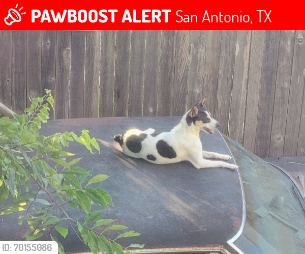 Lost Male Dog last seen Canterbury subdivision , San Antonio, TX 78228
