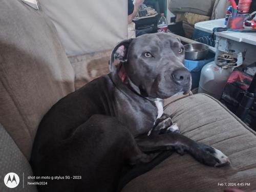 Lost Male Dog last seen Del Paso and Rio Linda, Sacramento, CA 95815