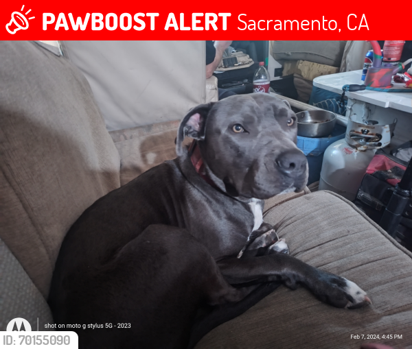 Lost Male Dog last seen Del Paso and Rio Linda, Sacramento, CA 95815