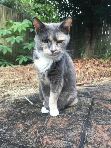 Lost Female Cat last seen Netting st & Farne st Sunnybank hills , Sunnybank, QLD 4109
