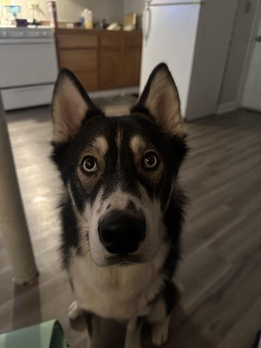 Lost Male Dog last seen Central Park and Armitage , Chicago, IL 60624