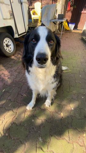 Lost Female Dog last seen Wallace and 22nd ave close to cheldacot park, Vancouver, BC V6S 1J9