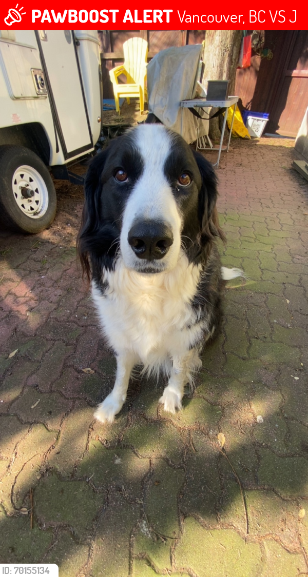 Lost Female Dog last seen Wallace and 22nd ave close to cheldacot park, Vancouver, BC V6S 1J9