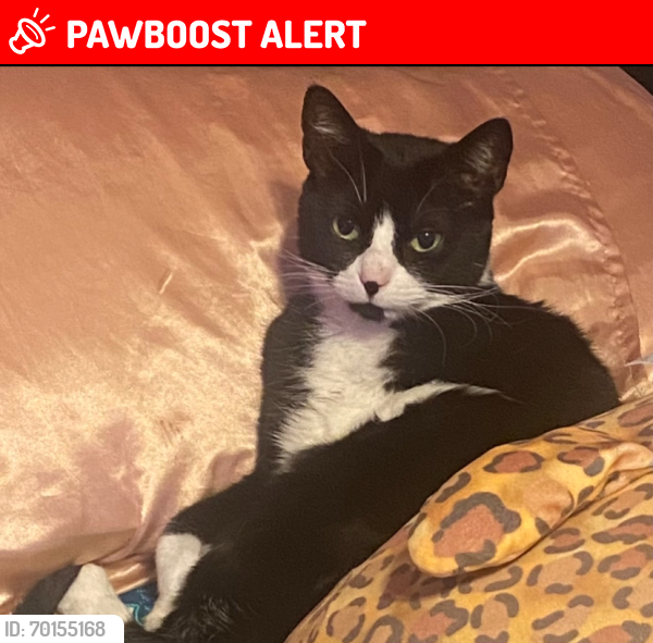 Lost Male Cat last seen Police station , Chester Township, NJ 07930