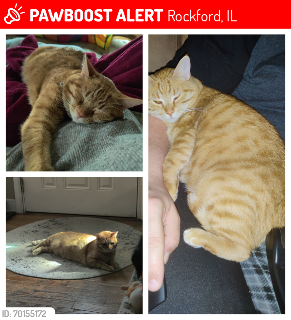 Lost Female Cat last seen Louisiana and California , Rockford, IL 61108