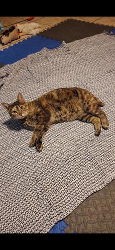 Lost Female Cat last seen Phoenix and South Bay, Olympia, WA 98506