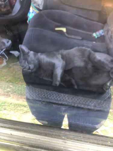 Lost Male Cat last seen Hwy44/42 Walmart : Muddy Creek Road subdivision 1yr old male intact , microchipped, comes to suddie and when whistled for , Prairieville, LA 70769