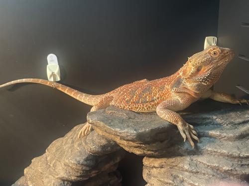Lost Female Reptile last seen 2nd Street and Jackson Ave, Lehigh Acres, FL 33936