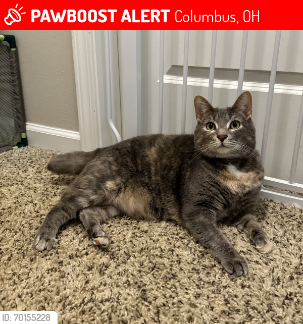 Lost Female Cat last seen Hayden Rd, off Bethel Rd, Columbus, OH 43235