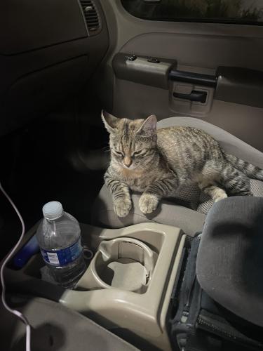 Lost Female Cat last seen 18th st , 25th ave, Pompano Beach, FL 33062