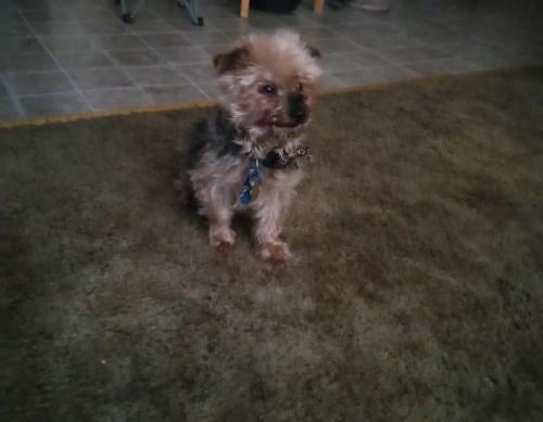 Lost Male Dog last seen 13th and Fillmore at the Schoolhouse apmts , Topeka, KS 66604