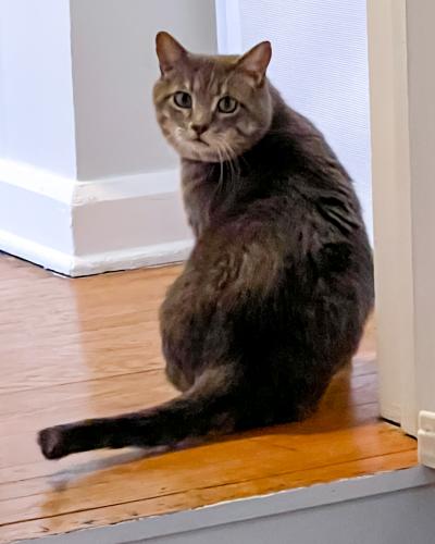 Lost Male Cat last seen Market and 36th St. NE, Canton, OH 44714