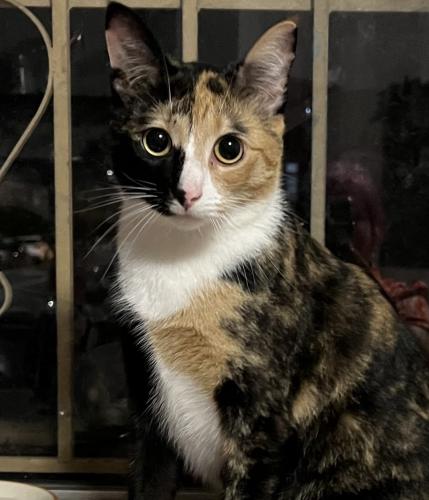 Lost Female Cat last seen Victoria and Carrington Road, Charing Cross intersection , Waverley, NSW 2024