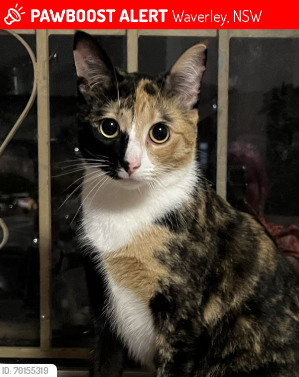 Lost Female Cat last seen Victoria and Carrington Road, Charing Cross intersection , Waverley, NSW 2024