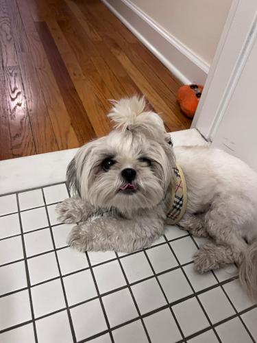 Lost Female Dog last seen 69th Ave, Queens, NY 11365