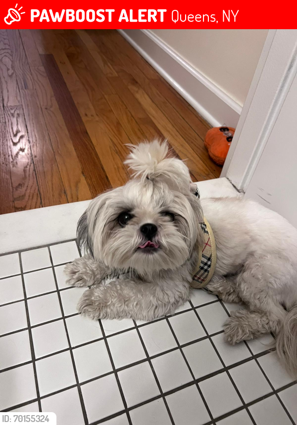 Lost Female Dog last seen 69th Ave, Queens, NY 11365