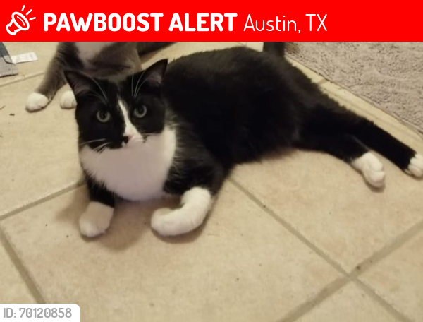 Lost Female Cat last seen Small middle and Park at Monterey oaks, Austin, TX 78749