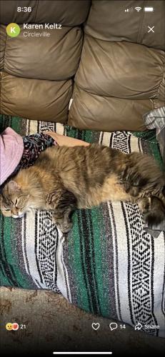 Lost Female Cat last seen Center st, clay pike, North Huntingdon Township, PA 15642