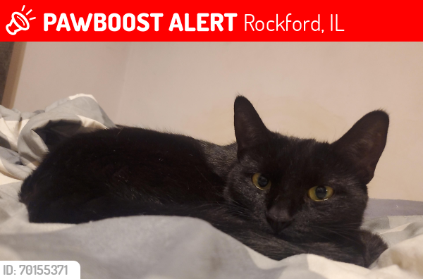 Lost Female Cat last seen North main and riverside, Rockford, IL 61103