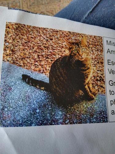 Lost Male Cat last seen High street Ammanford , Carmarthenshire, Wales SA18