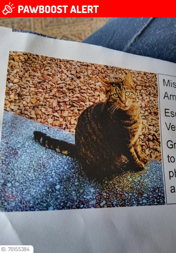 Lost Male Cat last seen High street Ammanford , Carmarthenshire, Wales SA18