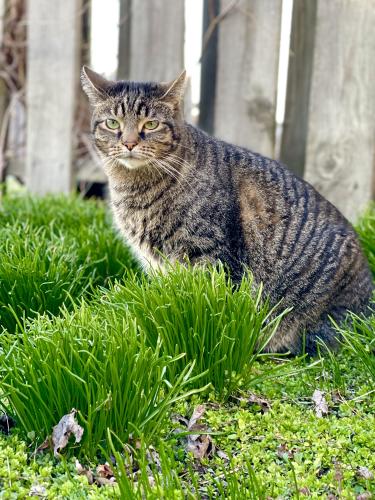 Lost Male Cat last seen Towle ave , Hammond, IN 46327