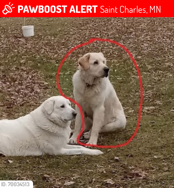 Lost Male Dog last seen Rural Rochester, Plainview, St Charles , Lanesboro, MN 55949