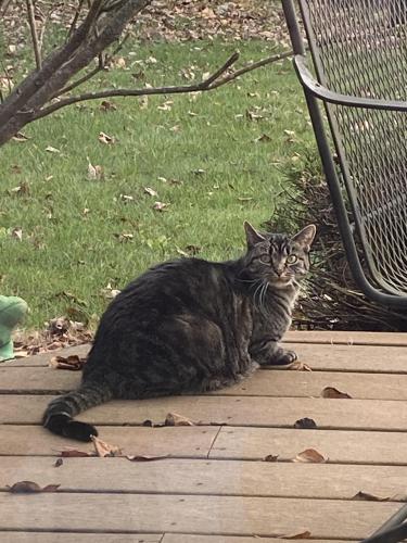 Lost Female Cat last seen Bryna Lane and Baldwin Road, Collier Township, PA 15106