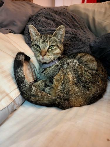 Found/Stray Female Cat last seen FedEx Logistics , Columbus, OH 43217