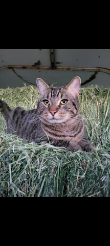 Lost Male Cat last seen Troy and Cinecue Way-- Yarborough & Alemeda , El Paso, TX 79907