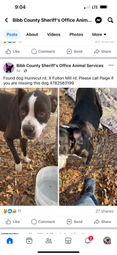 Lost Male Dog last seen Fulton mill rd , Macon, GA 31216