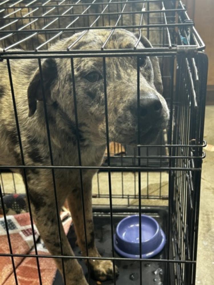 Shelter Stray Male Dog last seen Whitesburg, GA 30185, Carrollton, GA 30117