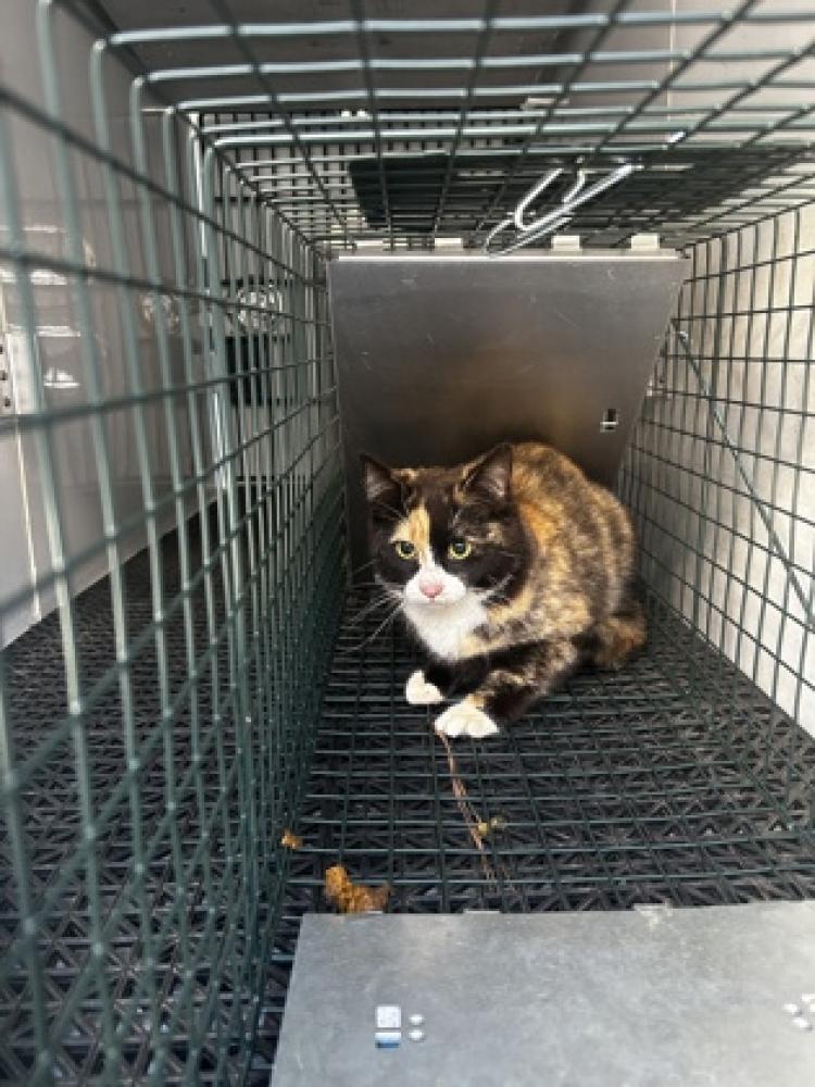 Shelter Stray Female Cat last seen Carrollton, GA 30117, Carrollton, GA 30117