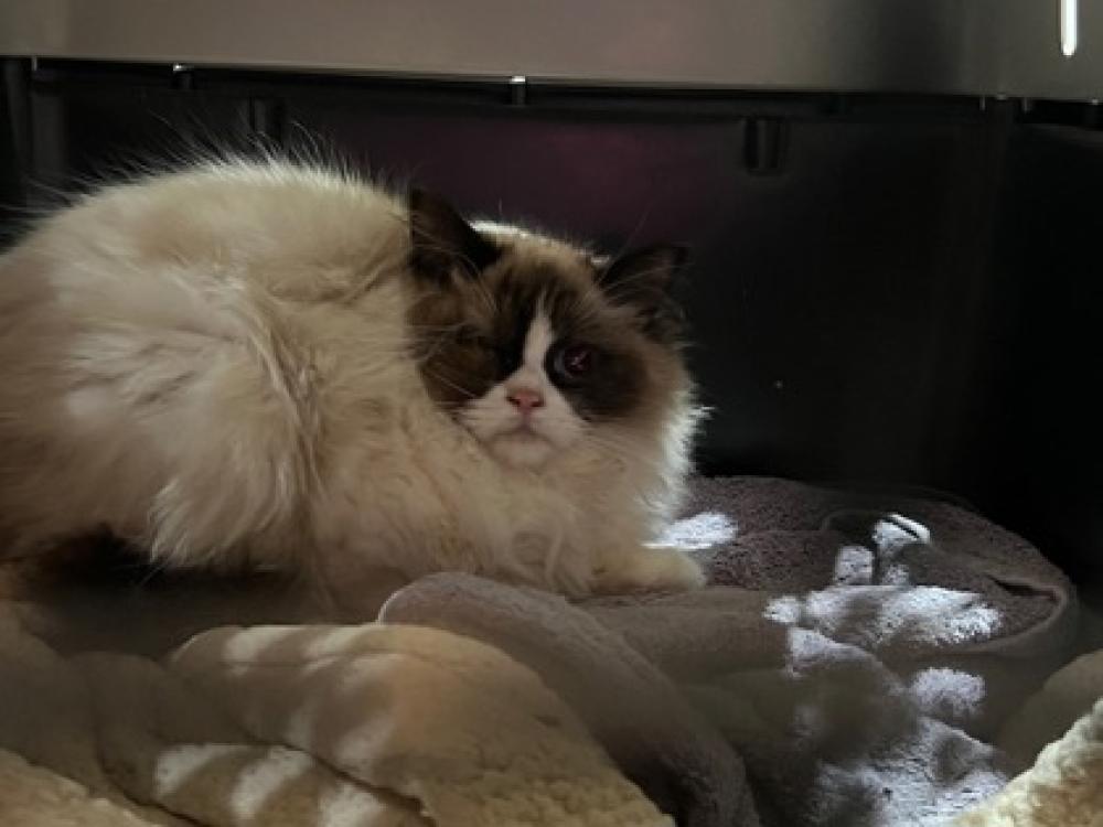 Shelter Stray Female Cat last seen Reston, VA, 20190, Michael Faraday Ct & Sunset Hil, Fairfax County, VA, Fairfax, VA 22032