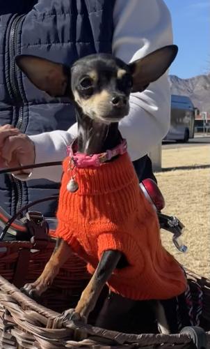 Lost Female Dog last seen Corner of Gracecus Way and Aries, El Paso, TX 79924