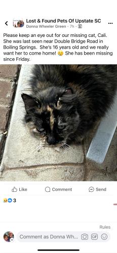 Lost Female Cat last seen Double Bridge Rd, Boiling Springs, SC 29316