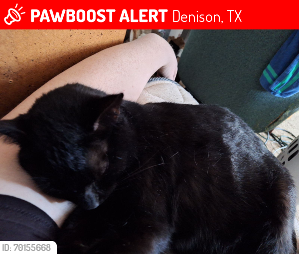 Lost Female Cat last seen Near w chestnut Denison, Denison, TX 75020