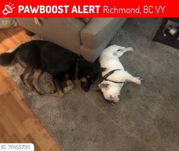 Lost Male Dog last seen Near Ferndale Rd Richmond BC Canada, Richmond, BC V6Y