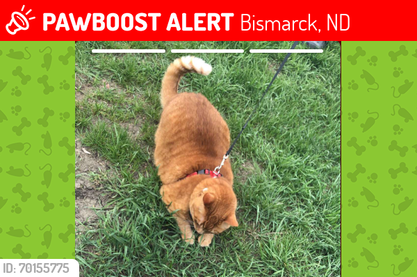Lost Male Cat last seen North Valley Loop Bismarck ND, Bismarck, ND 58503