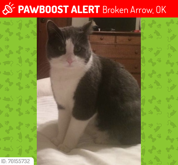 Lost Male Cat last seen 81st St & 273rd E Ave.  Broken Arrow 74014, Broken Arrow, OK 74014