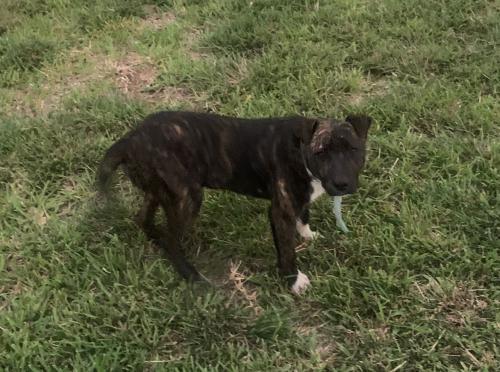 Found/Stray Unknown Dog last seen The Grove Neighborhood off of Salida de Luna/Garcia Middle School, Brownsville, TX 78526