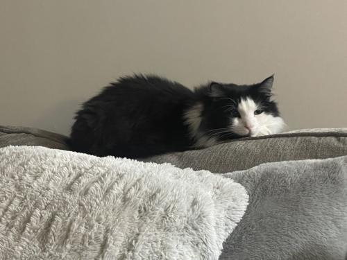 Lost Male Cat last seen 116th and Guilford, Carmel, IN 46032