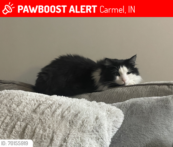 Lost Male Cat last seen 116th and Guilford, Carmel, IN 46032