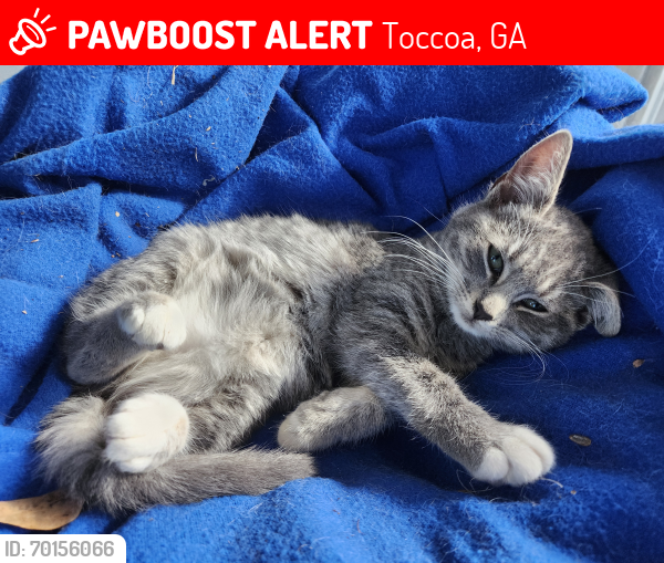 Lost Female Cat last seen Parkway Dr and Skyline Dr, Toccoa, GA 30577